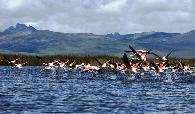 <strong>Reserva Nacional de Junín.</strong> Protegida por Sernanp. Foto: Andina   