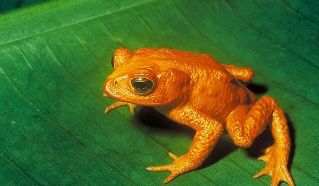 El sapo dorado es una especie que nadie ha visto desde 1989. Foto: difusión   