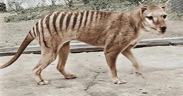 El tilacino o tigre de Tasmania desapareció desde hace 88 años. Foto: Composite Films   