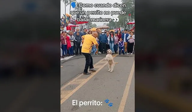 Can sorprendió a ciudadanos. Foto: TikTok    