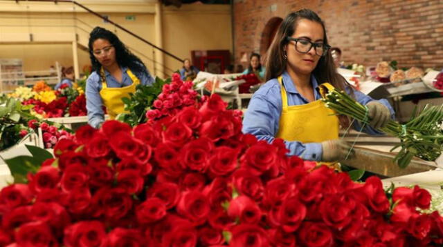 Las rosas y los bouquet colombianos tienen una participación en el mercado estadounidense. Foto: Zona cero   