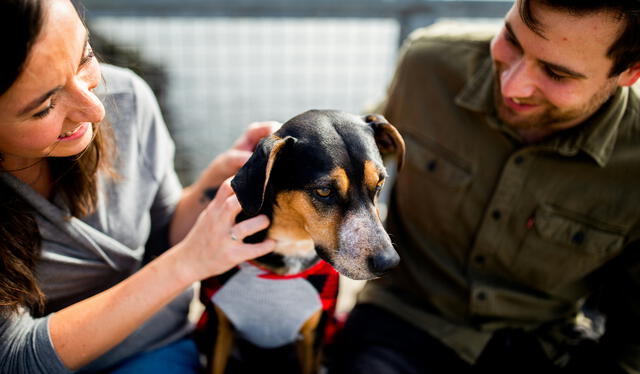  Los perros utilizan una variedad de señales para comunicarse, incluyendo el lenguaje corporal, vocalizaciones y expresiones faciales. Foto: Unsplash   