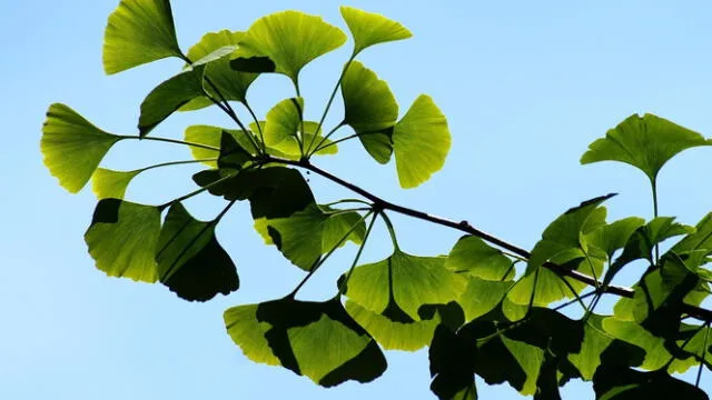  El ginkgo biloba es parte de la medicinal natural milenaria. Foto: Pixabay   