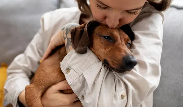 Los perros cuentan con una impresionante memoria olfativa con la que pueden identificar humanos, lugares y objetos durante años. Foto: Axon   