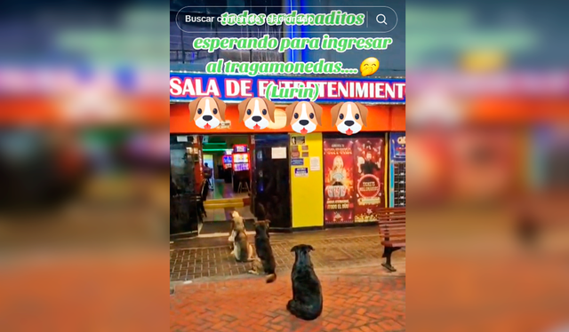 Aunque no se supo que hacían los perritos en los exteriores del casino, las imágenes sacaron más de una divertida teoría. Foto: composición LR/TikTok   