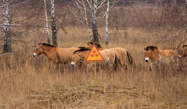 Animales que hoy habitan el área restringida en Chernóbil. Foto: National Geographic   