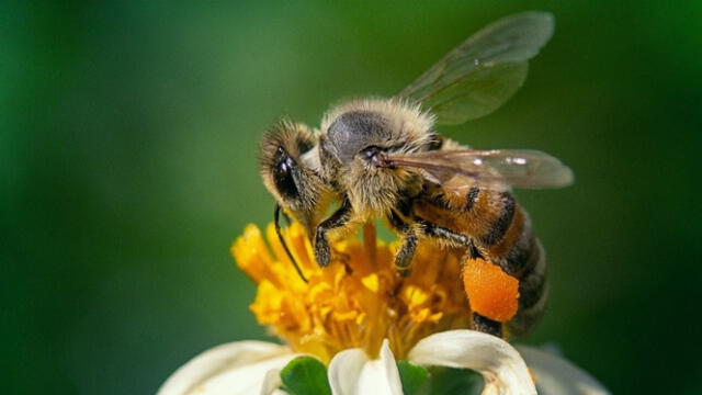 Las abejas meliponas son cruciales para la polinización de cultivos como la palta, café y mango. Foto: Shutterstock   