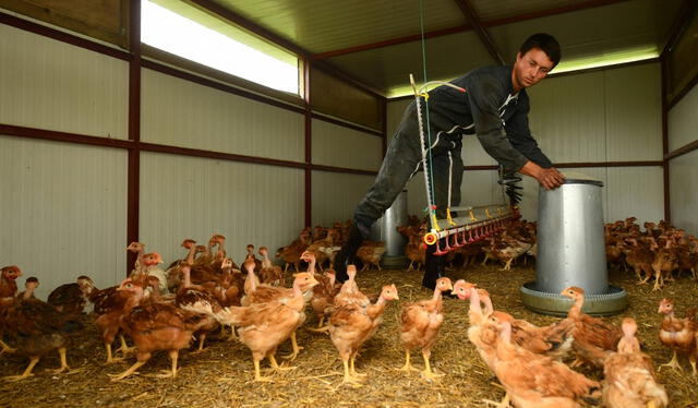  El índice también evalúa la crueldad animal en animales de producción. Foto: AFP   