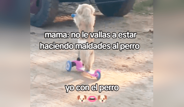  Perrito se divierte con su pequeña dueña al subirse a un scooter y deslizarse por la calle como un niño   