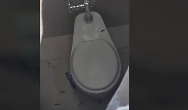 Clip es viral. Foto: TikTok Clip es viral. Foto: TikTok