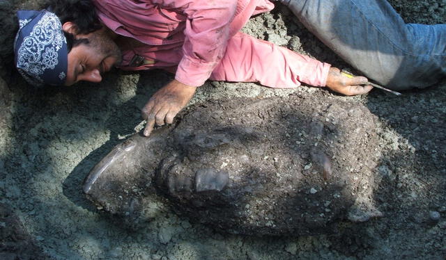 Junto a los restos fósiles de un Astrapoterium, una especie de tapir gigante, hallado a orillas del río Amazonas. Foto: Difusión   