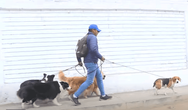  Según el joven paseador de perros, el costo por cada mascota es de S/ 15. Foto: captura (Latina).   