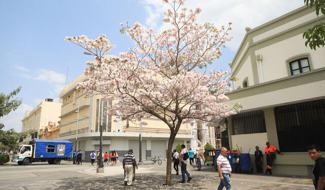 Debido a su resistencia y adaptación a distintos suelos, el maquilishuat es ideal para proyectos de reforestación y conservación del medio ambiente. Foto: Diario El Salvador