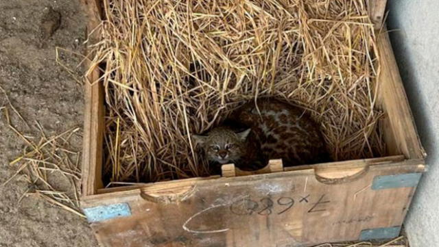  El gato fue hallado con un peso más bajo de lo adecuado para su salud. Foto: Serfor   