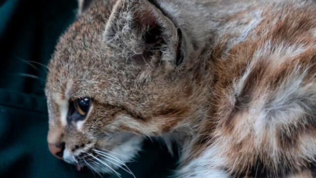  El gato del pajonal suele ser de actividad nocturna y solitaria. Foto: Serfor   