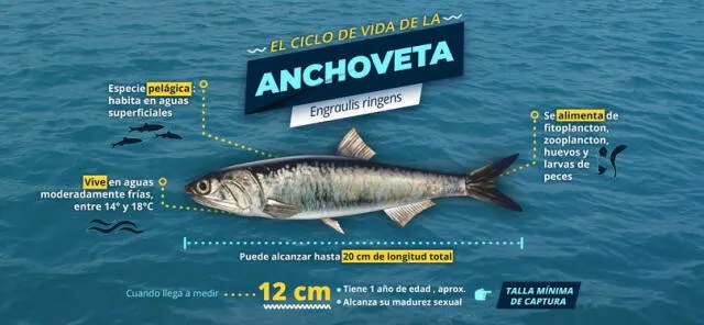  Infografía del Instituto del Mar del Perú (Imarpe) donde explica que a los 12 cm la anchoveta alcanza su madurez sexual para reproducirse y asegurar la especie.    