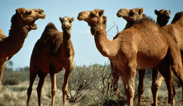  Estos animales beben muchos litros de agua por día. Foto: National Geographic   