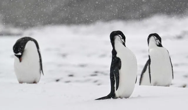  La Antártida alberga especies que solo son encontradas en esta región. Foto: AFP   