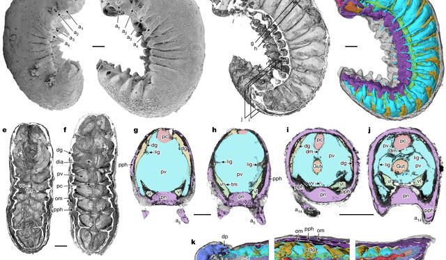  La fosilización de la larva. Foto: Nature    