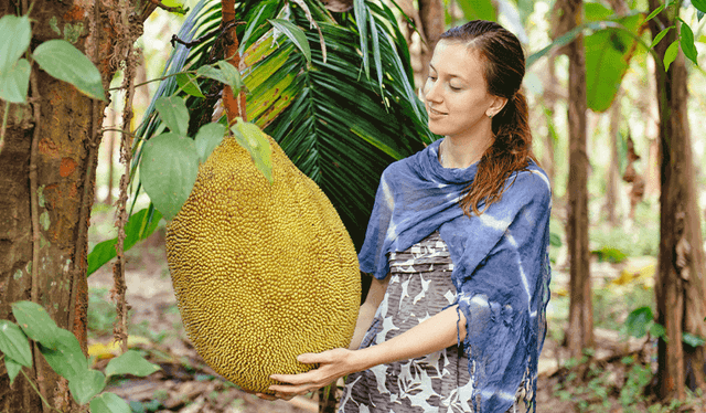 La yaca es la fruta nacional de Bangladesh y Sri Lanka. Foto: Plataforma tierra   