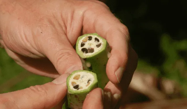 Hace 7,000 años, el plátano tenía muchas semillas y menos pulpa que el Cavendish actual. Foto: S. Carpentier   