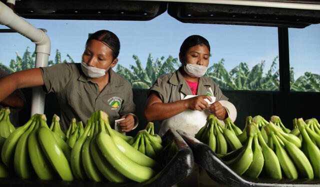 Ecuador cuenta con grandes plantaciones de plátanos en regiones como Los Ríos y Guayas, que son áreas claves para la producción. Foto: Portal Fruticola   