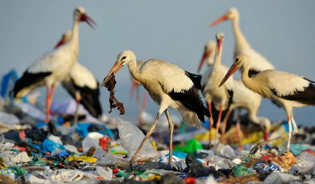  La basura afecta al ecosistema y a las especies marinas que viven cerca a las costas. Foto: NatGeo   