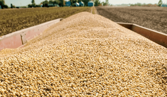  Argentina tiene menos plantas procesadoras. Foto: Ámbito   
