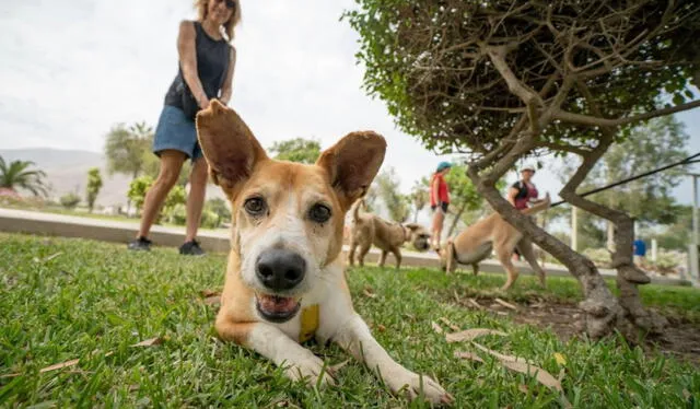 Campaña de veterinaria Perratón