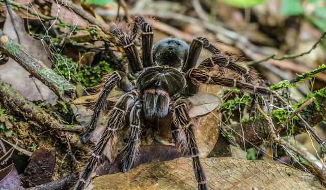 Esta araña es la más grande del mundo según Record Guiness. Foto: Naturalist.   