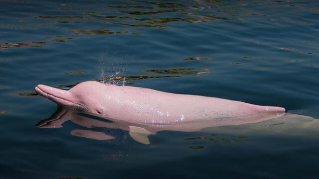  El delfín rosado es víctima de la pesca. Foto: Peru Travel   