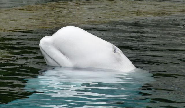 Fue encontrada en el mar de Noruega. Foto: Clarin   