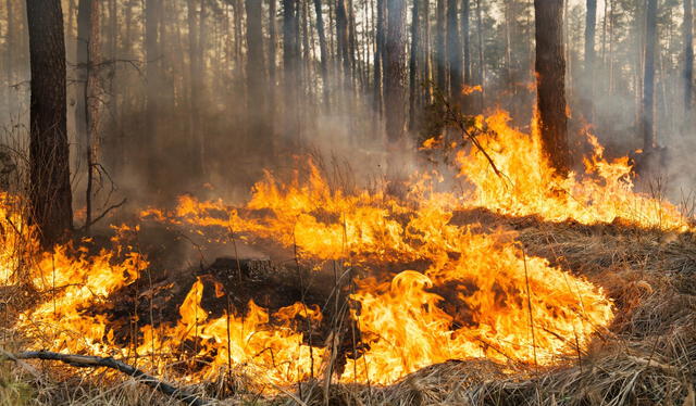  Mientras tanto, el fuego, aunque está controlado, continúa consumiendo la vegetación. Foto: Envato Elements   