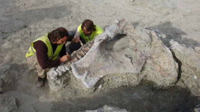  Paleontólogos en el proceso de extracción de los huesos de la nueva especie de dinosaurio. Foto: Museo Paleontológico La Mancha   