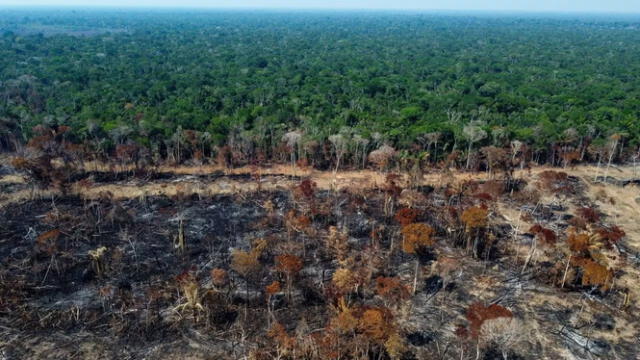  rasil perdió más de 3,31 millones de hectáreas de bosques, principalmente en la selva amazónica. Foto: noticias ambientales   