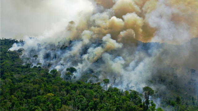  En varios países los incendios forestales, tanto naturales como provocados, contribuyen a la destrucción masiva de bosques tropicales. Foto: AFP   