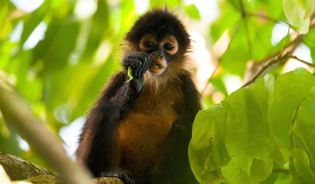  Las zonas boscosas son refugios de miles de especies animales que corren el riesgo de perder su hábitat. Foto: Andean Great Treks   