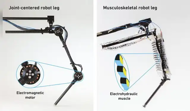 Las piernas robóticas convencionales usan un motor rotatorio electromagnético, mientras que la nueva creación usa actuadores electrohidráulicos que cumplen su función. Foto: : Thomas Buchner / ETH Zurich y Toshihiko Fukushima / MPI-IS    