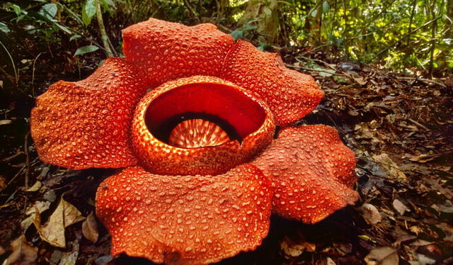  La Rafflesia puede llegar a medir 111 cm de diámetro. Foto: National Geographic   