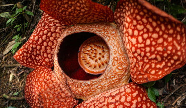 Esta flor se encuentra en peligro de extinción. Foto: National Geographic   