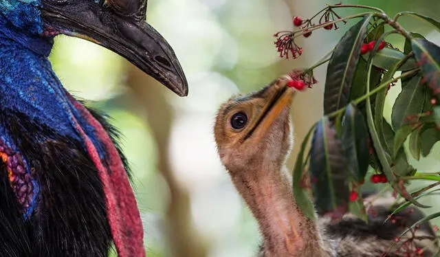  Las crías de casuario son cuidadas exclusivamente por el macho durante los primeros nueve meses de vida. Foto: NatGeo España   