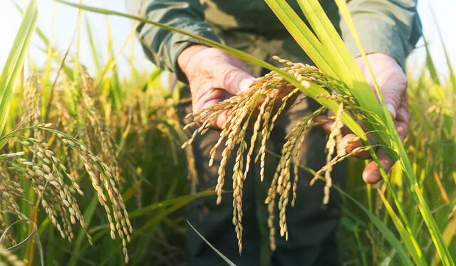  Brasil está entre los principales productores de arroz del mundo. Foto: Jacto   