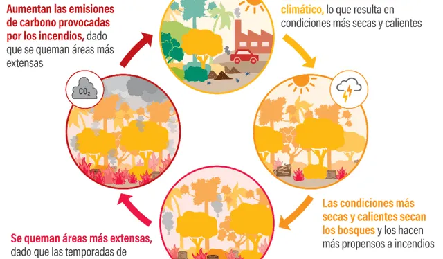 El ciclo de los incendios forestales. Foto: Global Forest Watch 