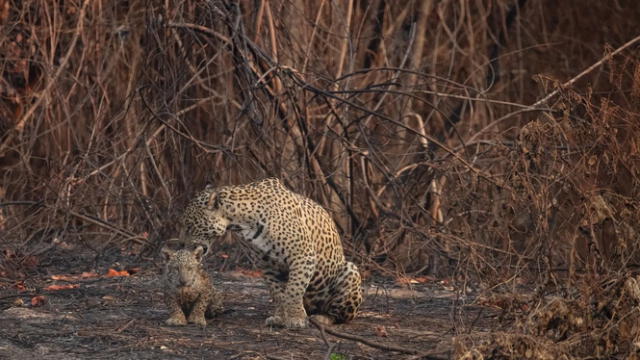  Una madre jaguar y su cría han sobrevivido a un devastador incendio forestal. Se encuentran en medio de la vegetación incendiada del Parque Estatal Encontro das Águas en el Estado federal Mato Grosso cerca de la frontera con Bolivia.&nbsp;Foto: Edson Vandeira    