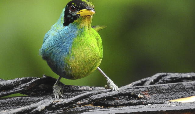  El ornitólogo John Murillo identificó el ejemplar en la Reserva Natural Demostrativa Don Miguel, en Caldas, Colombia. Foto: AFP   