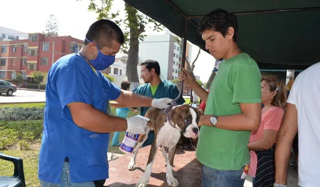 servicios para mascotas