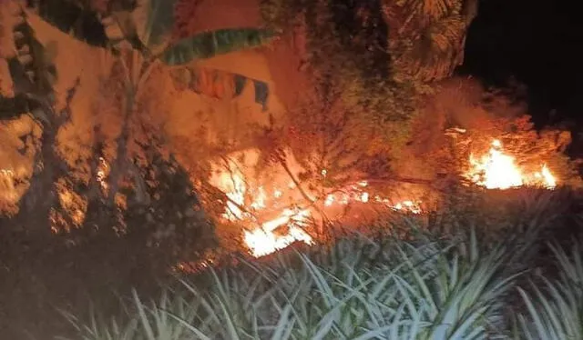 Miles de hectáreas son arrasadas por incendios forestales    