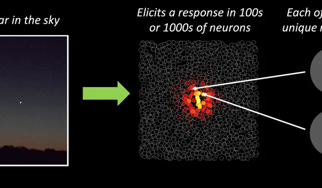 Para ver una estrella en el cielo, se activan picos de actividad en cientos de neuronas, cada una con un campo receptivo diferente. Foto: Ione Fine y Geoffrey Boynton / Unicersidad de Washington   