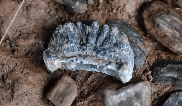  El hallazgo revela que los humanos de hace 70.000 años poseían conocimientos avanzados de herramientas, fuego y posible uso de plantas medicinales. Foto: Xinhua News    