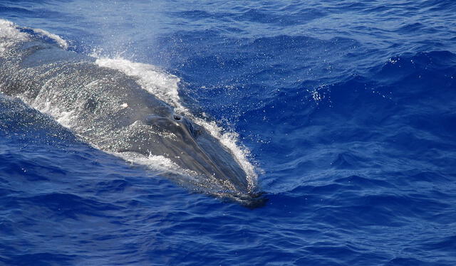 Las ballenas de Bryde prefieren vivir en aguas cálidas y tropicales. Foto: NOAA   